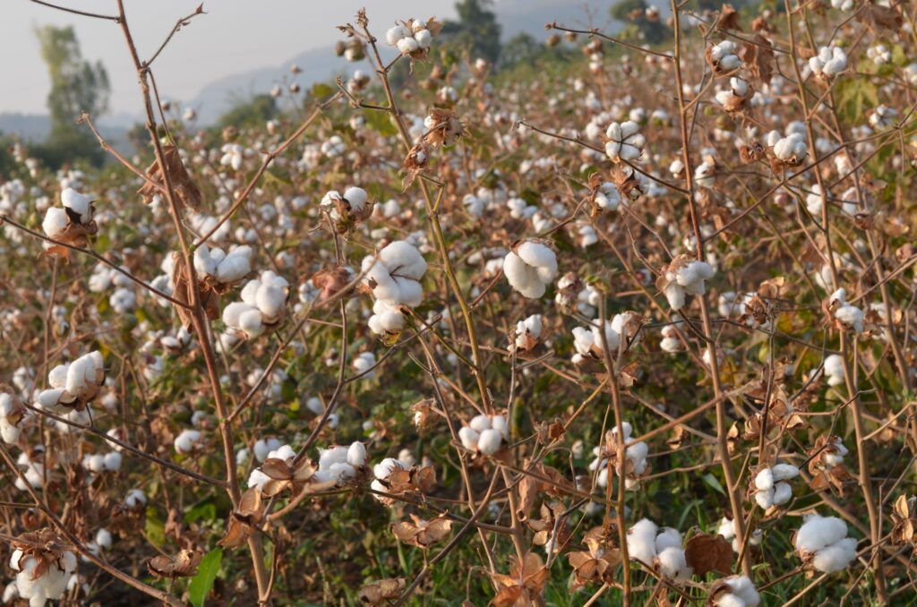 A cotton farmer inspecting his crop in Amreli district