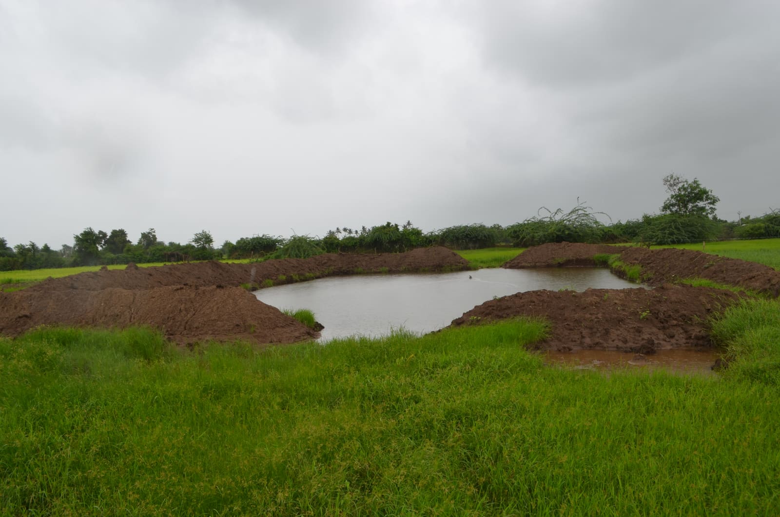A filled farm pond in Gir Somnath district after the monsoon