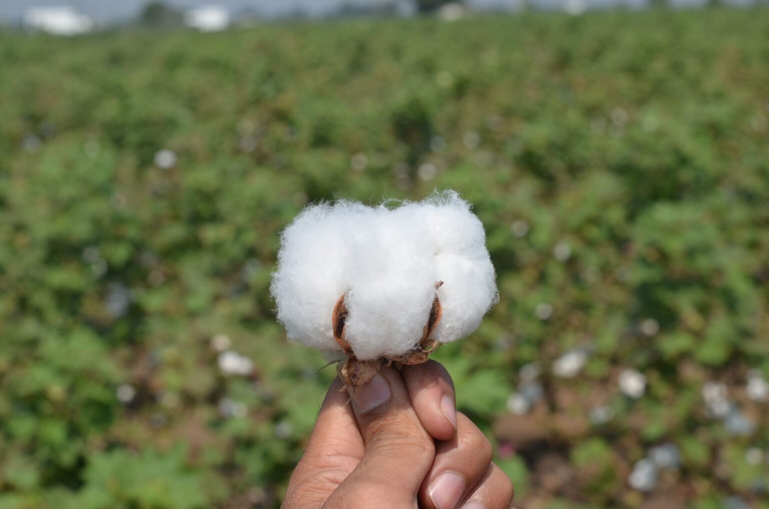 Cotton_farm